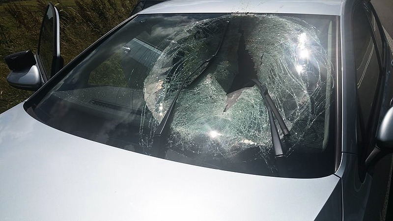 Gans vol door voorruit op N242 bij Nieuwe Niedorp