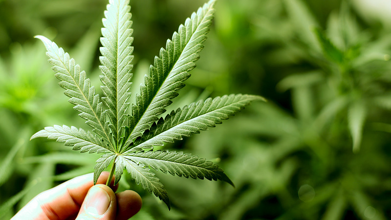 Melding leidt tot vondst hennepkwekerij