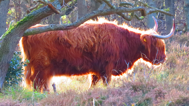 Valentijn-winterwandeling  bij Schaapskooi Bergen