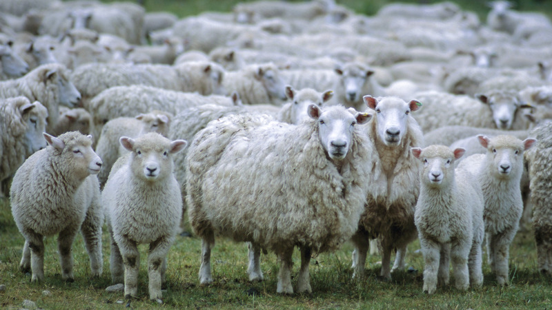 Ontmoet de schaapskudde van de Schoorlse Duinen