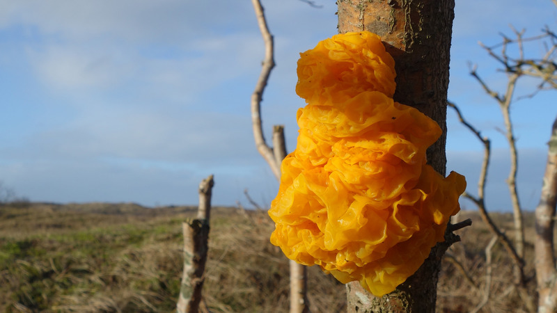 Vroege voorjaarswandeling vanaf de Schaapskooi