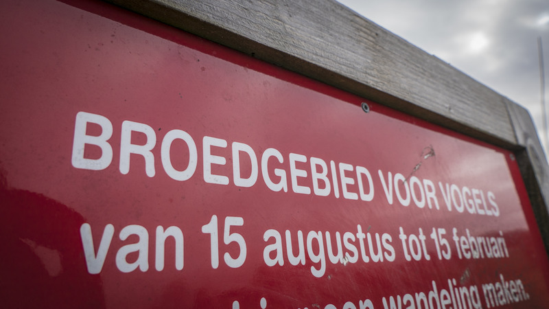 Festivaldrukte in natuurgebieden verstoort broedende weidevogels niet