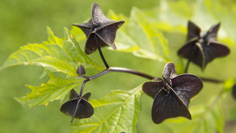 Natuurfoto Challenge van 23 april tot 30 september bij Hortus Alkmaar