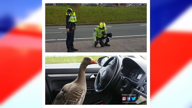 Motoragent redt aangereden gans