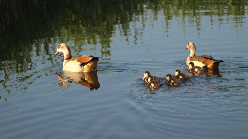 Wandeling door de Oudorperhout