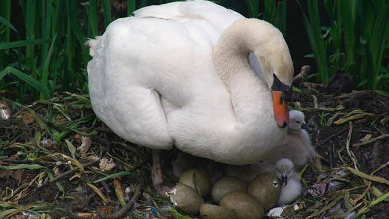 Getuigen gezocht van vernielingen en mishandeling zwanen in Ursem