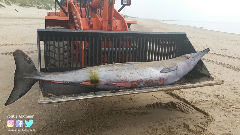 Bij Egmond gestrande dolfijn niet meer te redden