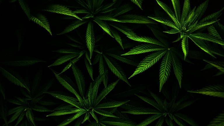 Twee verdachten aangehouden bij grote hennepkwekerij in Obdam