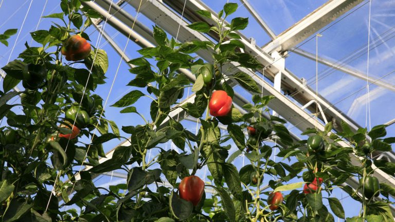 Groenstart: leerwerktraject in groene sector voor jongeren