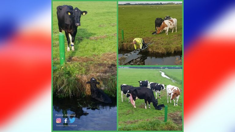Pasgeboren kalf dankzij passanten en agent uit sloot langs A9 gered