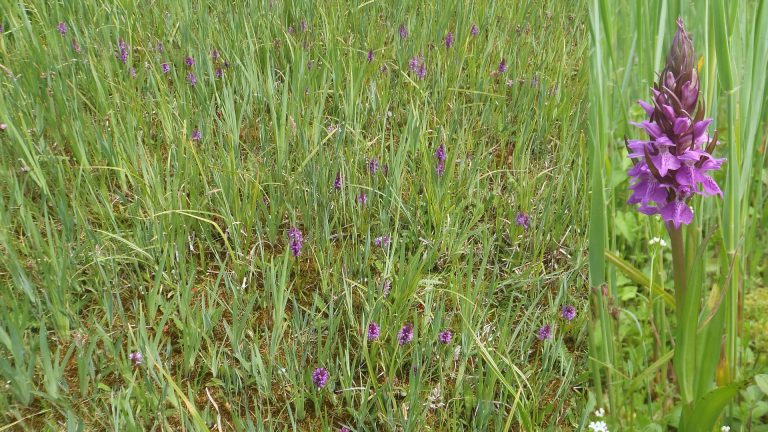 Toename aantal rietorchissen onthult succes van beheer in Eilandspolder