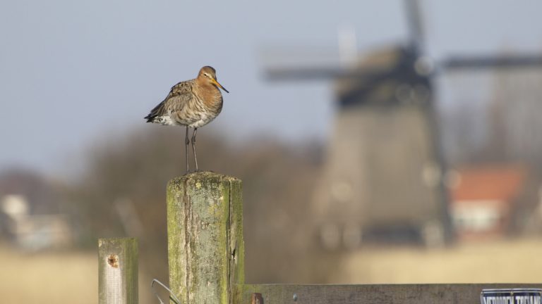 Steun, maar ook opzeggingen voor opgelicht Landschap Noord-Holland