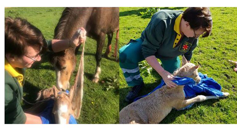 Dierenambulance DANK en doortastende passant redden veulentje