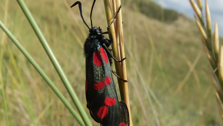 Wandeling door Bergense Duinen op 10 juni ?
