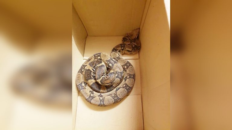 Slang gevonden in park Heerhugowaard: “Wel even schrikken”