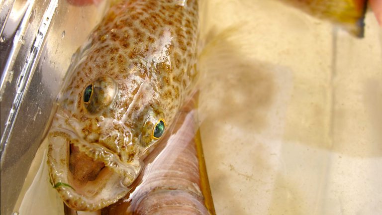 Korren met IVN-gids langs Bergense kust ?