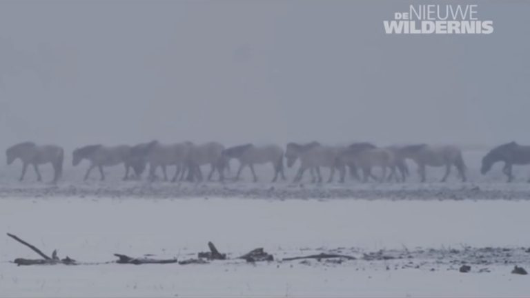 Cool draait Nederlandse natuurfilm ‘De Nieuwe Wildernis’ ?