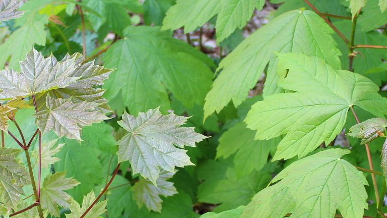 Vrijwilligers samen met Stadswerk072 aan de slag in Alkmaarderhout