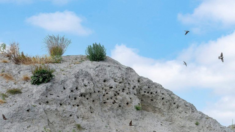 Heerhugowaard creëert speciale broedplaats voor oeverzwaluwen