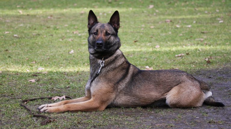 Zieke politiehonden Aaron en Bart weer lekker thuis