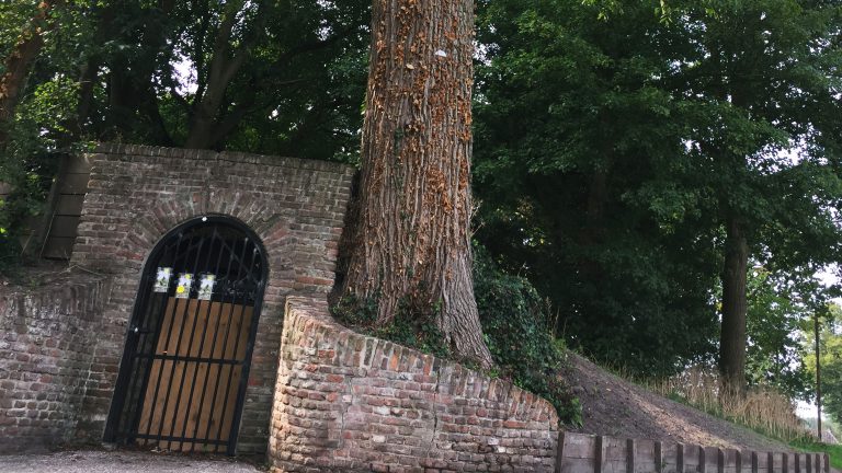 Zieke monumentale iep moet wijken