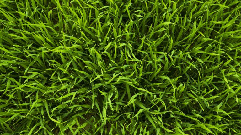 Door droogte gehavend evenemententerrein opnieuw ingezaaid