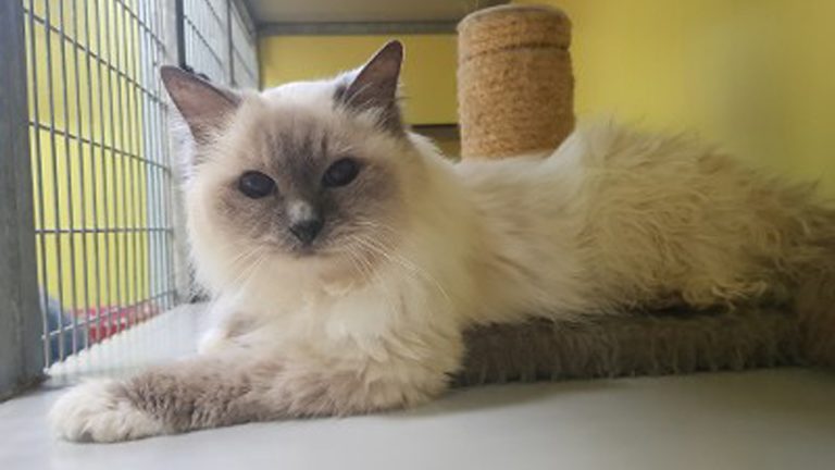 Gedumpte Ragdoll-poezen maken het goed