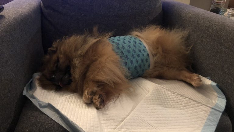 Hondje doodgebeten door rottweiler in Hoefplan Alkmaar