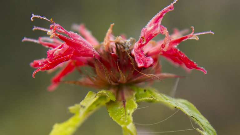 Cursus Lightroom bij Hortus Alkmaar ?