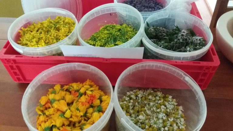 Kruidenworkshop ‘Je buik in balans’ bij Hortus Alkmaar ?