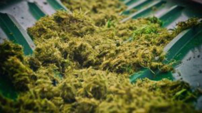 Test met ‘groen strooizout’ bij gladheid op N504 Noord-Scharwoude