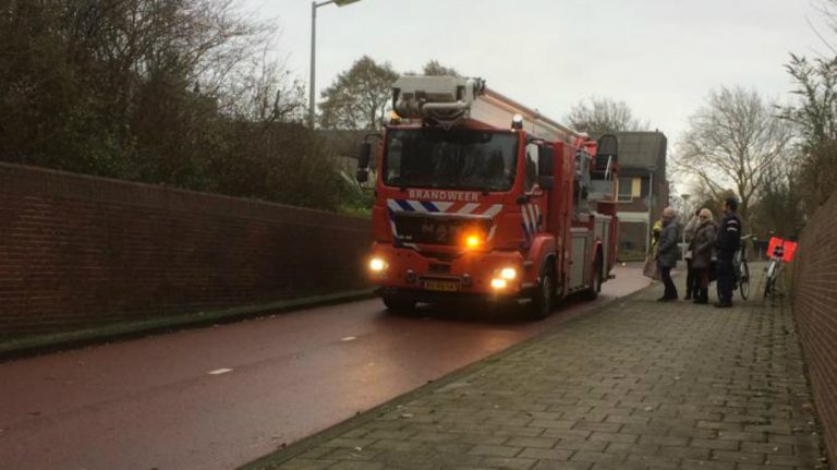 Alkmaarse brandweer ‘redt’ kat die twee dagen vast zat in boom