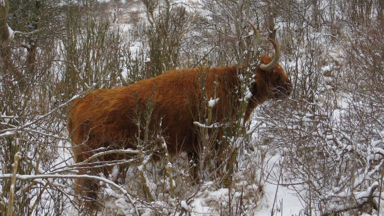 Winterse duinwandeling rond de Schaapskooi in Bergen ?