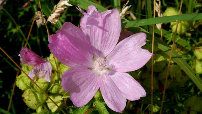 Cursus veldbiologie start in april in Alkmaar ?