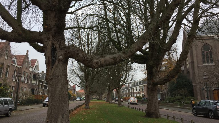 Grote onderhoudsbeurt voor Alkmaarse bomen