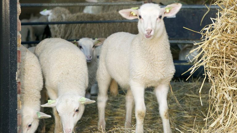 Lentefeest en lustrum met nieuwe lammetjes in Schaapskooi Bergen ?