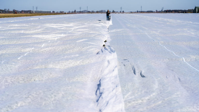 40.000 vierkante meter afdekdoek tegen aangekondigde nachtvorst