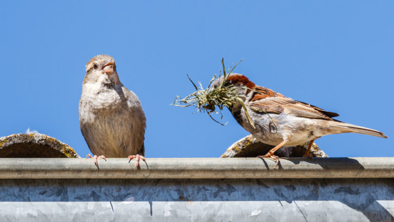 Bijeenkomst natuurinclusief bouwen en hoogbouw in Wijkcentrum Overdie ?