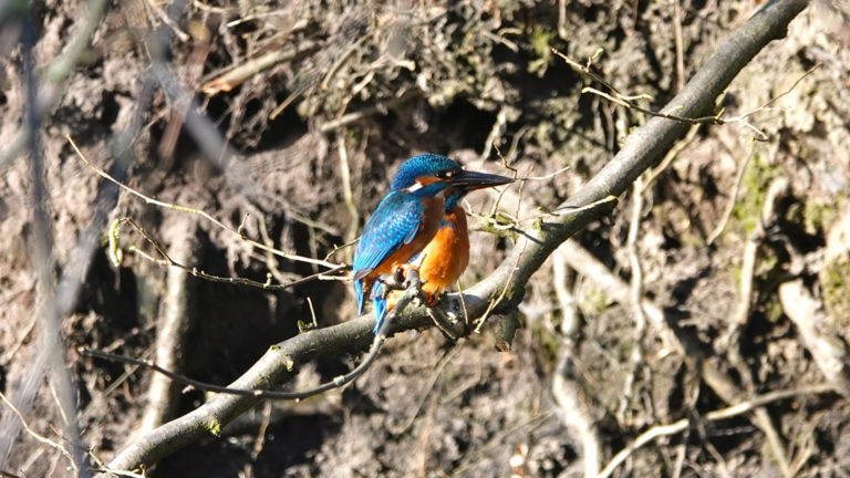 Vroege vogelexcursie met ontbijt bij Hortus Alkmaar ?