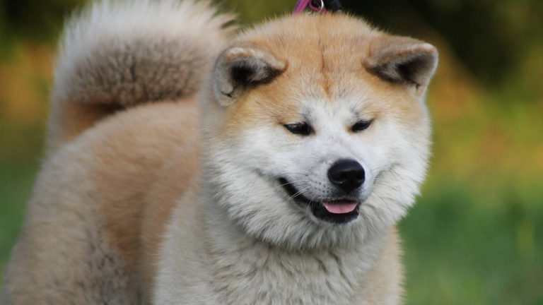 Zin in Heerhugowaard draait ‘Hachi – A Dog’s Tale’ in De Brink ?