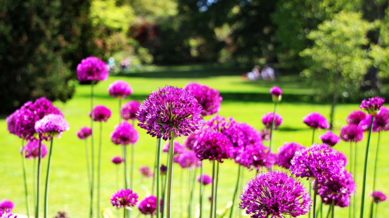 Ontmoeten en spelen tijdens open picknick in park Oosterhout ?