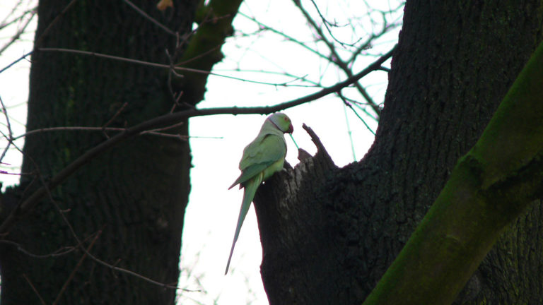 Halsbandparkieten rukken op in Alkmaar