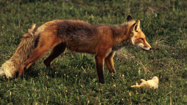 Tentoonstelling over De Vos in de Schaapskooi ?