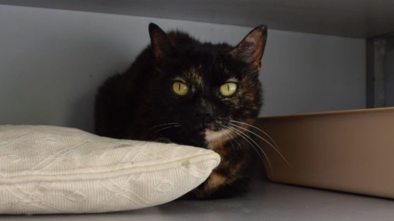 Gemeente Alkmaar vraagt om ideeën voor nieuw dierenbeleid