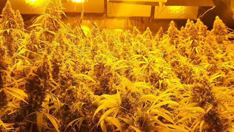 Alkmaarse politie rolt twee hennepkwekerijen op