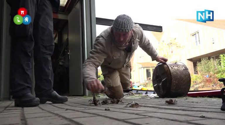 Kreeften hebben na diefstal fuiken weer vrij spel in de Oosterdel