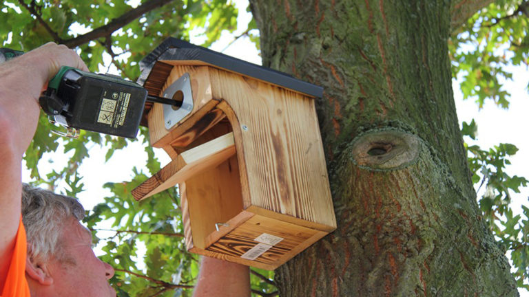 Gemeente gaat strijd tegen eikenprocessierups aan met vogelkastjes voor koolmezen