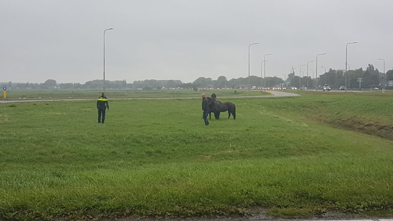 Twee paarden los op veldje aan kruising N9 – Kogendijk