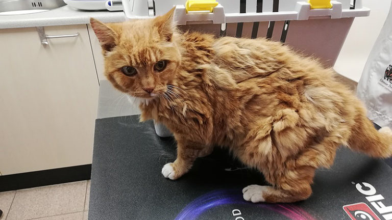 Politie vraagt om info: verwaarloosde poes gevonden in Stompetoren