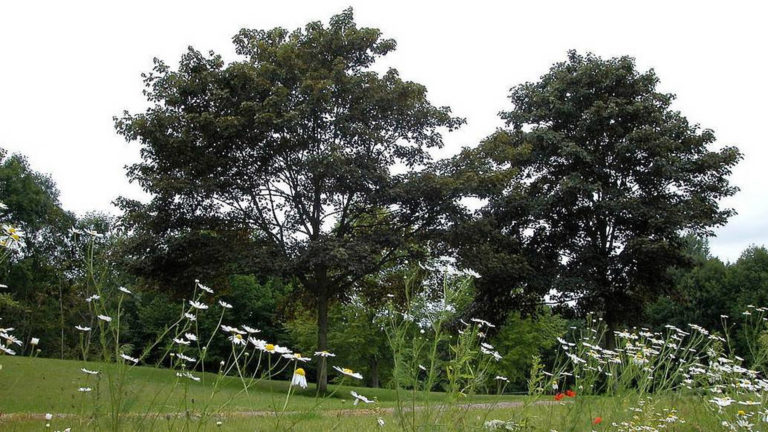 Groen in Heerhugowaard krijgt 6,4: “Hogere ambities nodig”